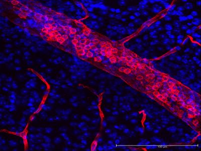 Lycopersicon Esculentum (Tomato) Lectin (LEL, TL), DyLight® 649