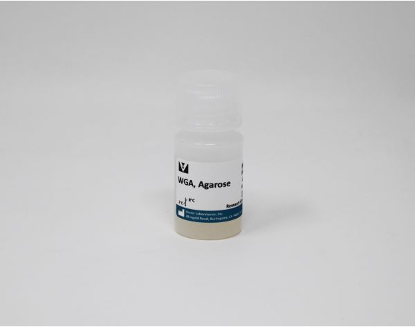 Wheat Germ Agglutinin (WGA), Agarose bound