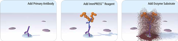 ImmPRESS® HRP Goat Anti-Mouse IgG Polymer Detection Kit, Peroxidase