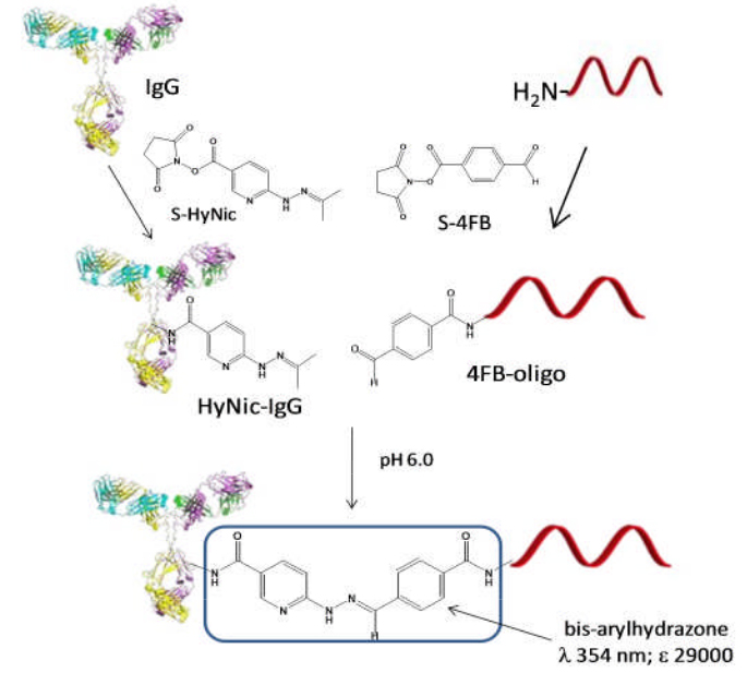 Protein–Oligonucleotide Conjugation Kit