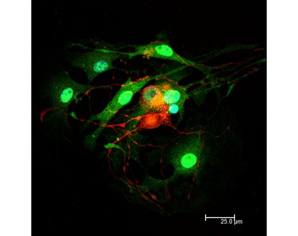 Goat Anti-Rabbit IgG Antibody (H+L), DyLight® 549