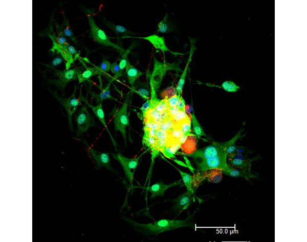 Horse Anti-Goat IgG Antibody (H+L), DyLight® 488