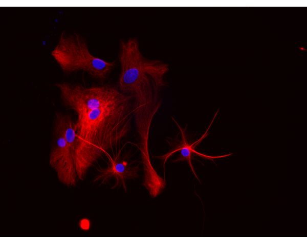 Horse Anti-Mouse IgG Antibody (H+L), DyLight® 594