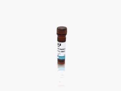 Goat Anti-Rabbit IgG Antibody (H+L), Unconjugated