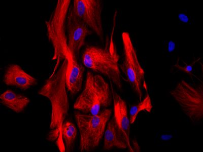 Goat Anti-Rabbit IgG Antibody (H+L), Unconjugated