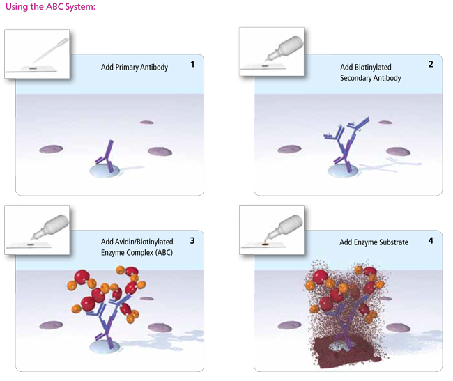 VECTASTAIN® Elite ABC-HRP Kit (Peroxidase, Universal)