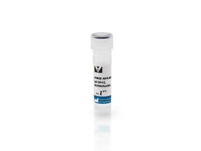 VECTASTAIN® ABC-AP Kit, Alkaline Phosphatase (Mouse IgG)