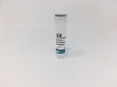 VECTASTAIN® ABC-AP Kit, Alkaline Phosphatase (Mouse IgG)