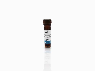 Ricinus Communis Agglutinin I (RCA I, RCA120), Biotinylated