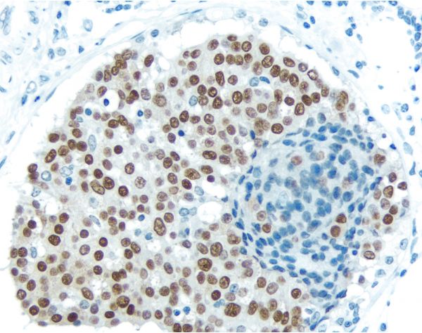 Antigen Unmasking Solution, Citrate-Based