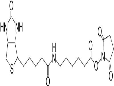 Biotin (Long Arm) Hydrazide