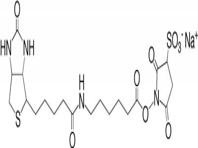 Biotin (Long Arm) Hydrazide