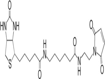 Biotin (Long Arm) Hydrazide