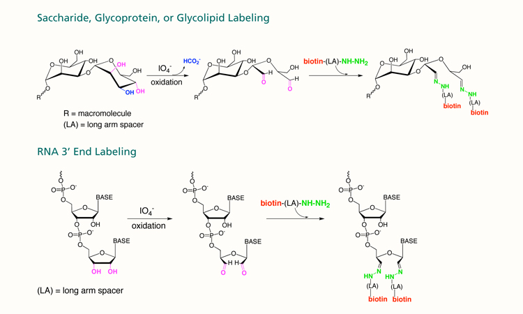 Biotin (Long Arm) Hydrazide