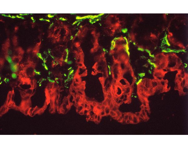 Fluorescein Avidin DCS, Cell Sorting Grade