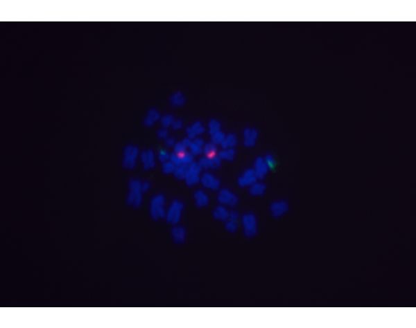 Goat Anti-Digoxigenin/Digoxin (DIG) Antibody, DyLight® 488