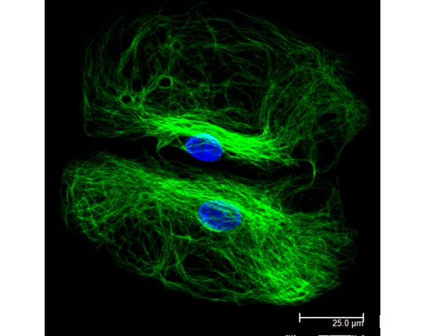 Goat Anti-Rabbit IgG Antibody (H+L), DyLight® 488