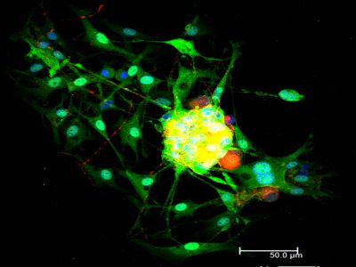 Rabbit Anti-Goat IgG Antibody (H+L), AMCA