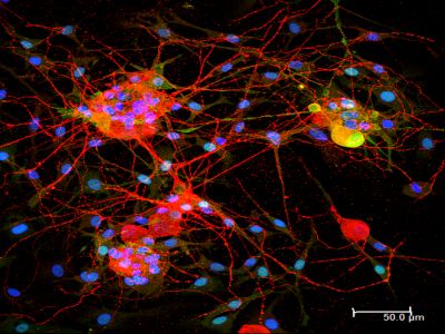 Rabbit Anti-Goat IgG Antibody (H+L), AMCA