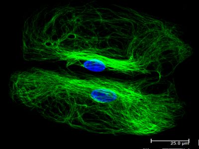 Goat Anti-Rabbit IgG Antibody (H+L), AMCA