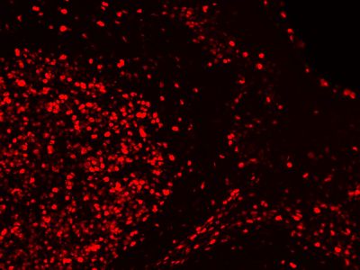 Goat Anti-Rabbit IgG Antibody (H+L), AMCA