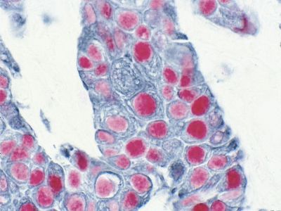 Goat Anti-Human IgE Antibody, epsilon chain specific, Biotinylated