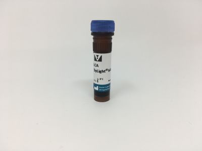 Lens Culinaris Agglutinin (LCA), Biotinylated