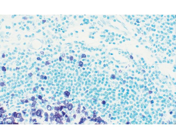 Methyl Green Counterstain