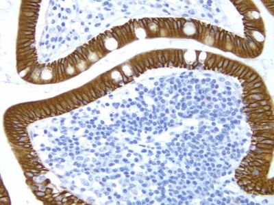 Methyl Green Counterstain