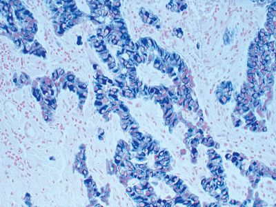 Methyl Green Counterstain