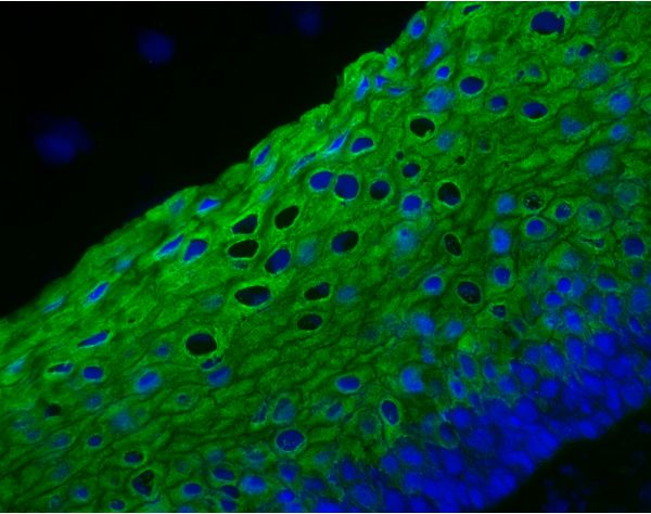 VectaFluor™ Excel Amplified Anti-Rabbit IgG, DyLight® 488 Antibody Kit