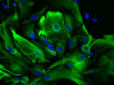 VectaFluor™ Excel Amplified Anti-Rabbit IgG, DyLight® 488 Antibody Kit