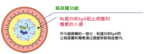 粘蛋白检测试剂盒                              Mucin Assay Kit