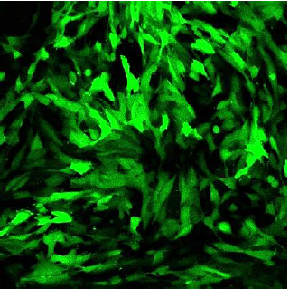 CleanCap® mRNA                              含Capping结构的高活性mRNA