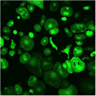 CleanCap® mRNA                              含Capping结构的高活性mRNA